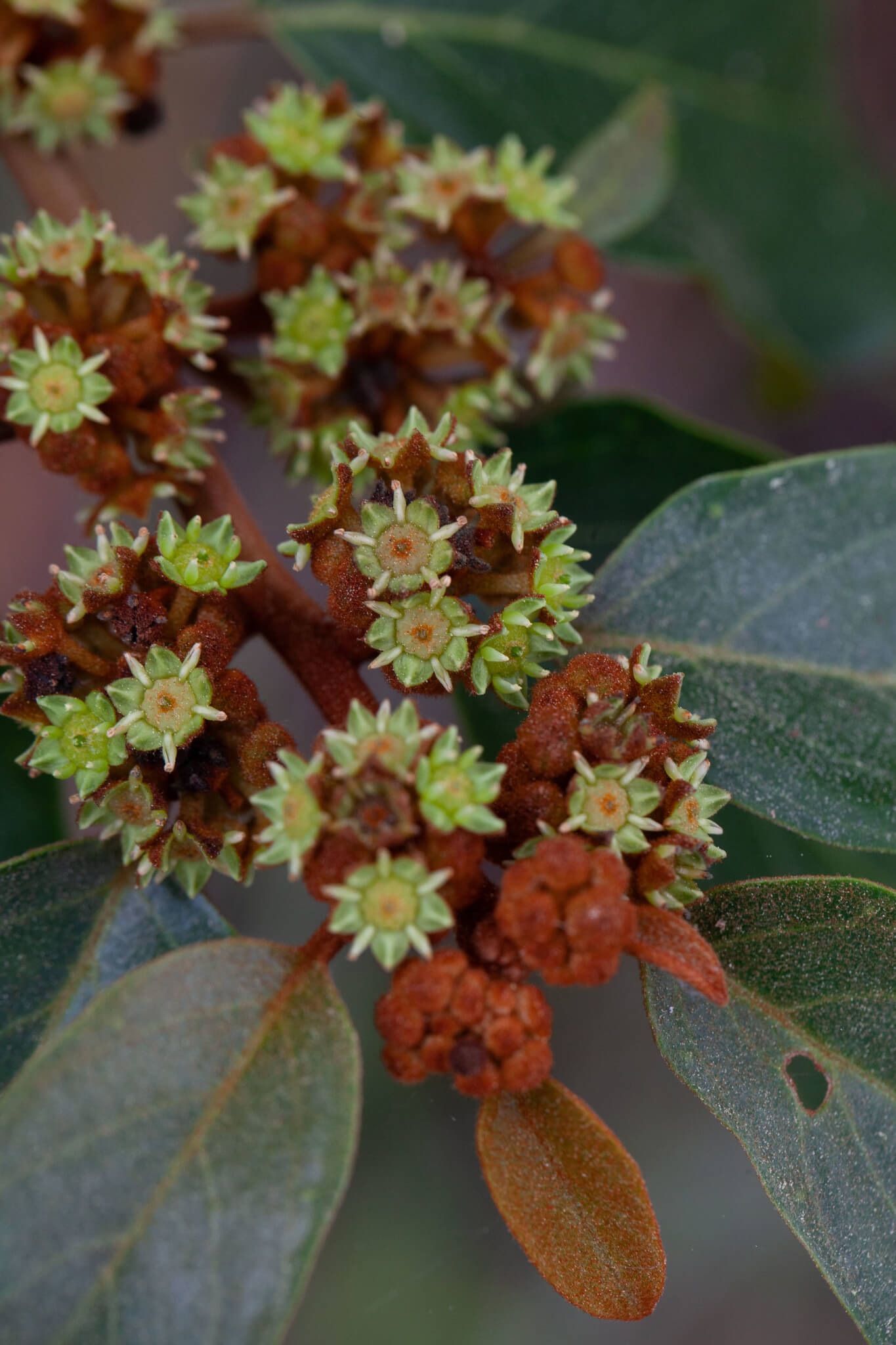 Colubrina arborescens